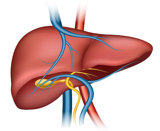 Fatty liver